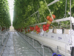 Positionnement des bouquets de tomate par rapport aux Forcas